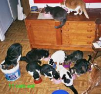 11 cats eat